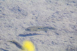 Image of Minckley's cichlid