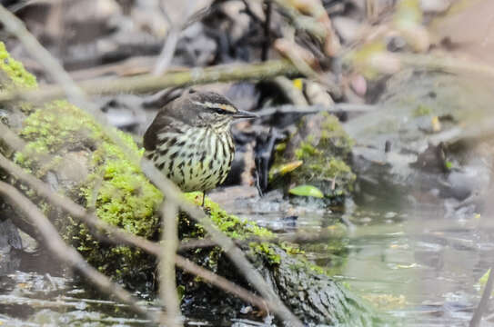 Image of Northern Waterthrush