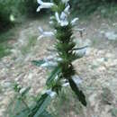 Image of Betonica officinalis subsp. officinalis