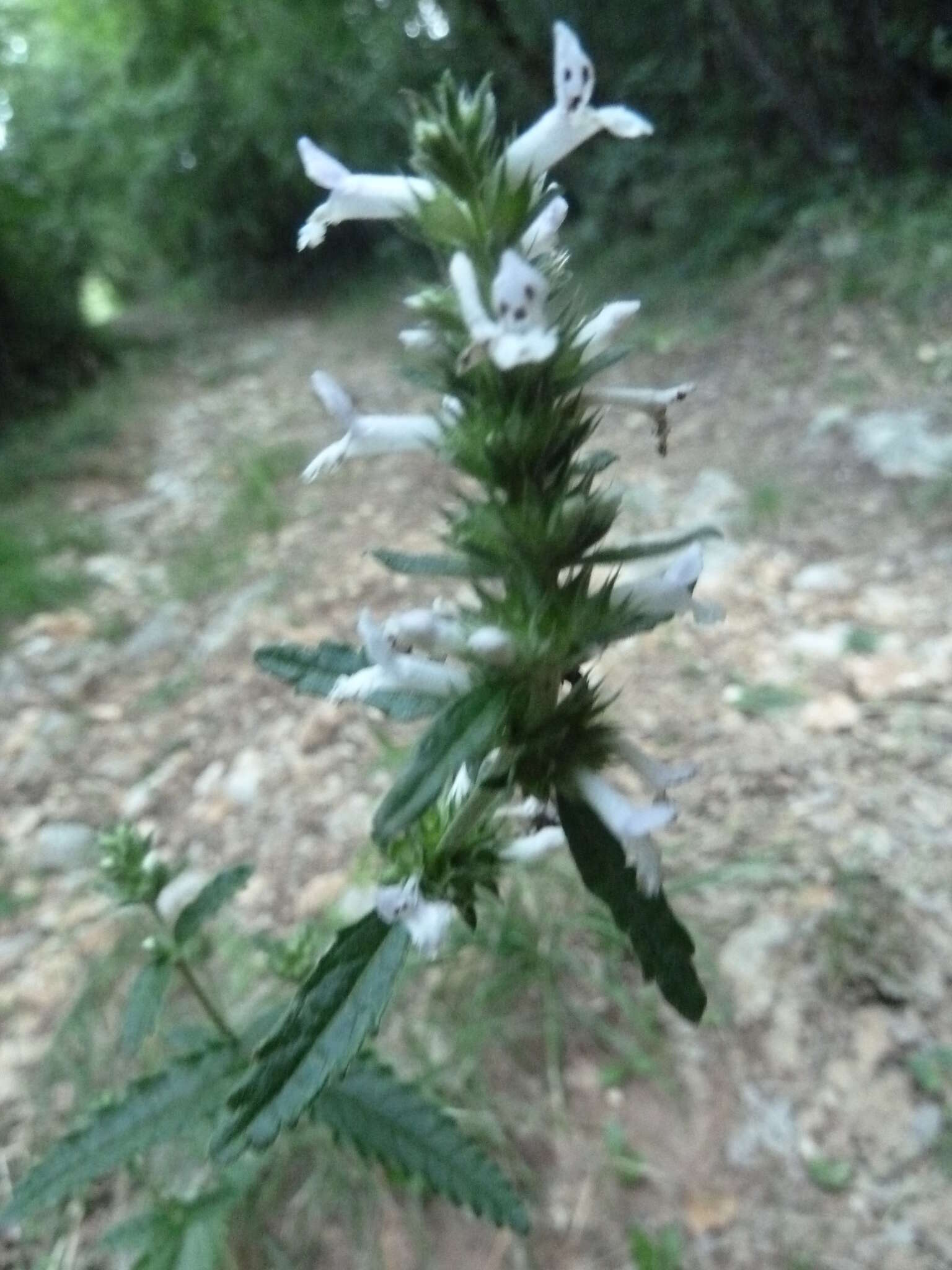 Image of Betonica officinalis subsp. officinalis