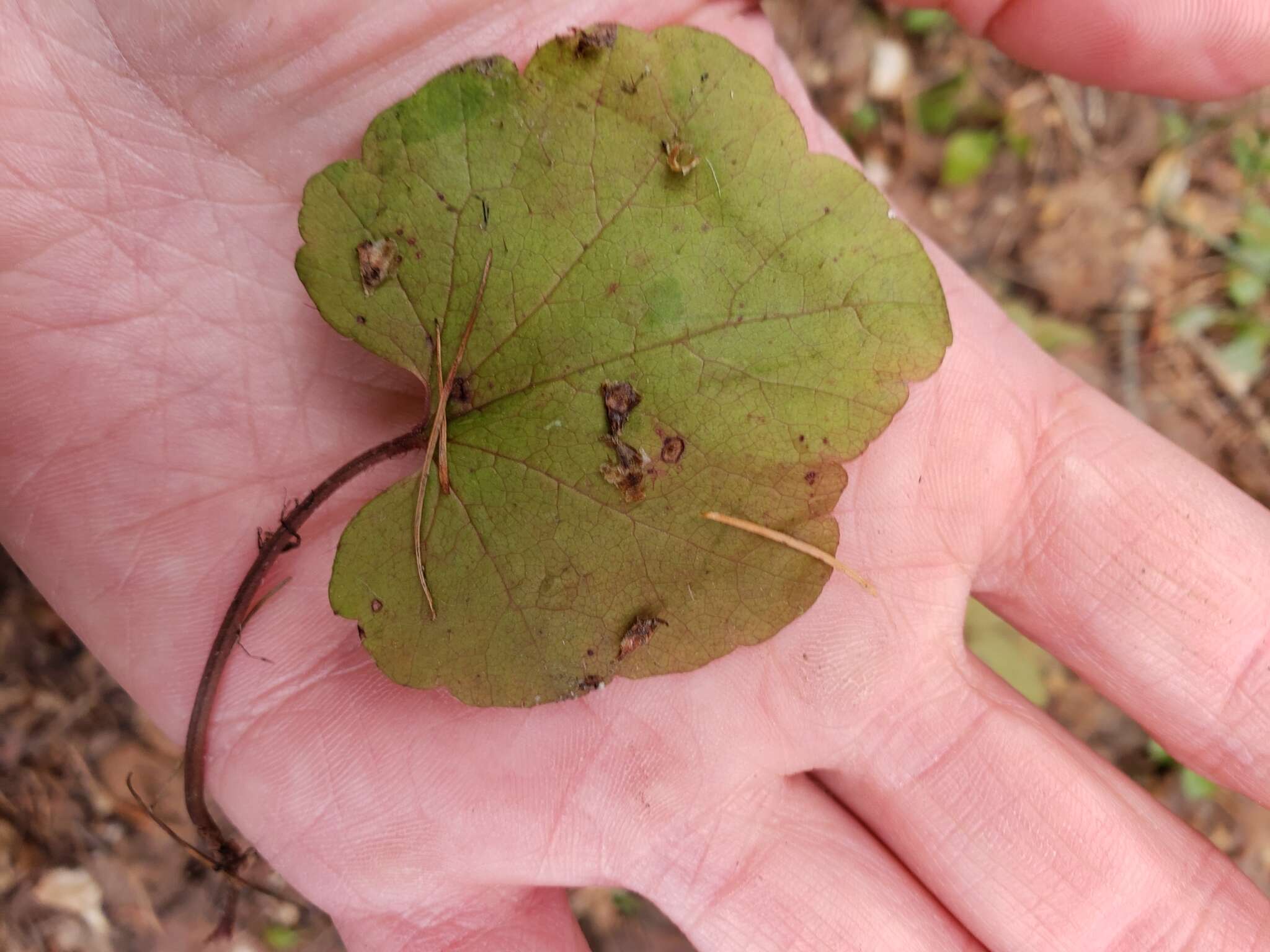 Image of Side-Flower Bishop's-Cap