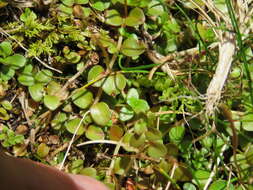 Image of Epilobium brunnescens (Cockayne) Raven & Engelhorn