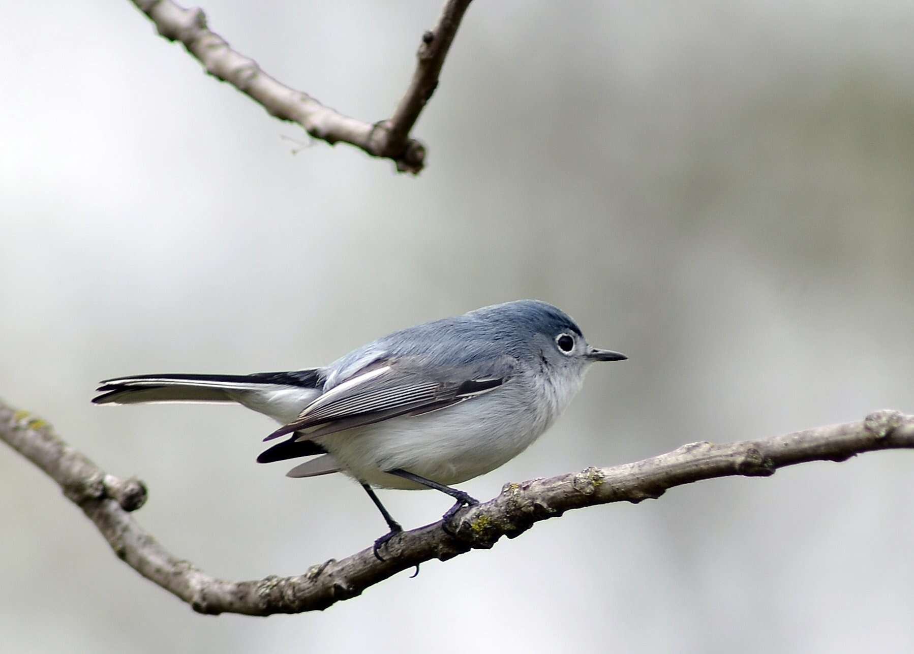 Image of gnatcatchers