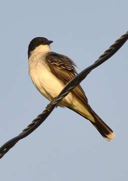 Image of Eastern Kingbird