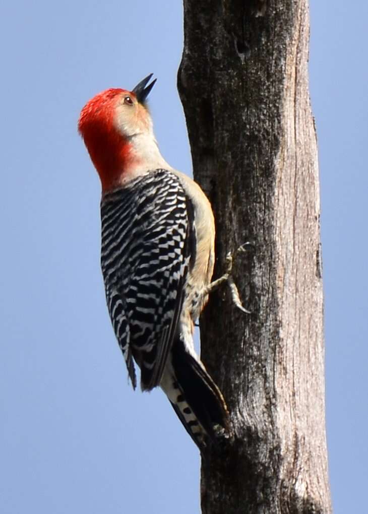 Image of Red-bellied Woodpecker