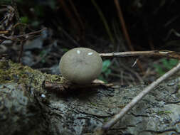 Image de Lentinus brumalis (Pers.) Zmitr. 2010