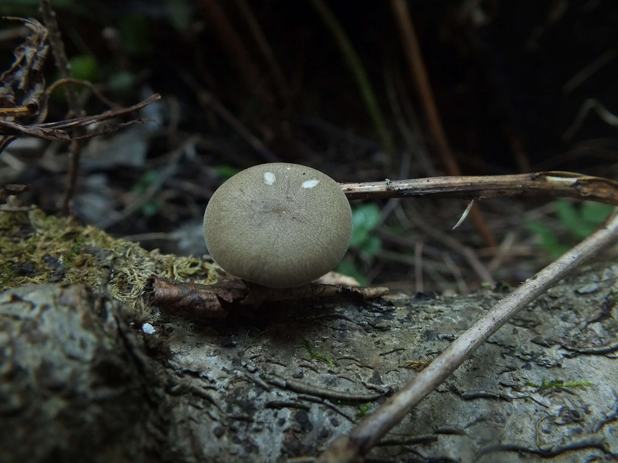 Image of Lentinus brumalis (Pers.) Zmitr. 2010