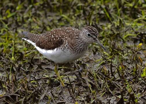 Image of Solitary Sandpiper