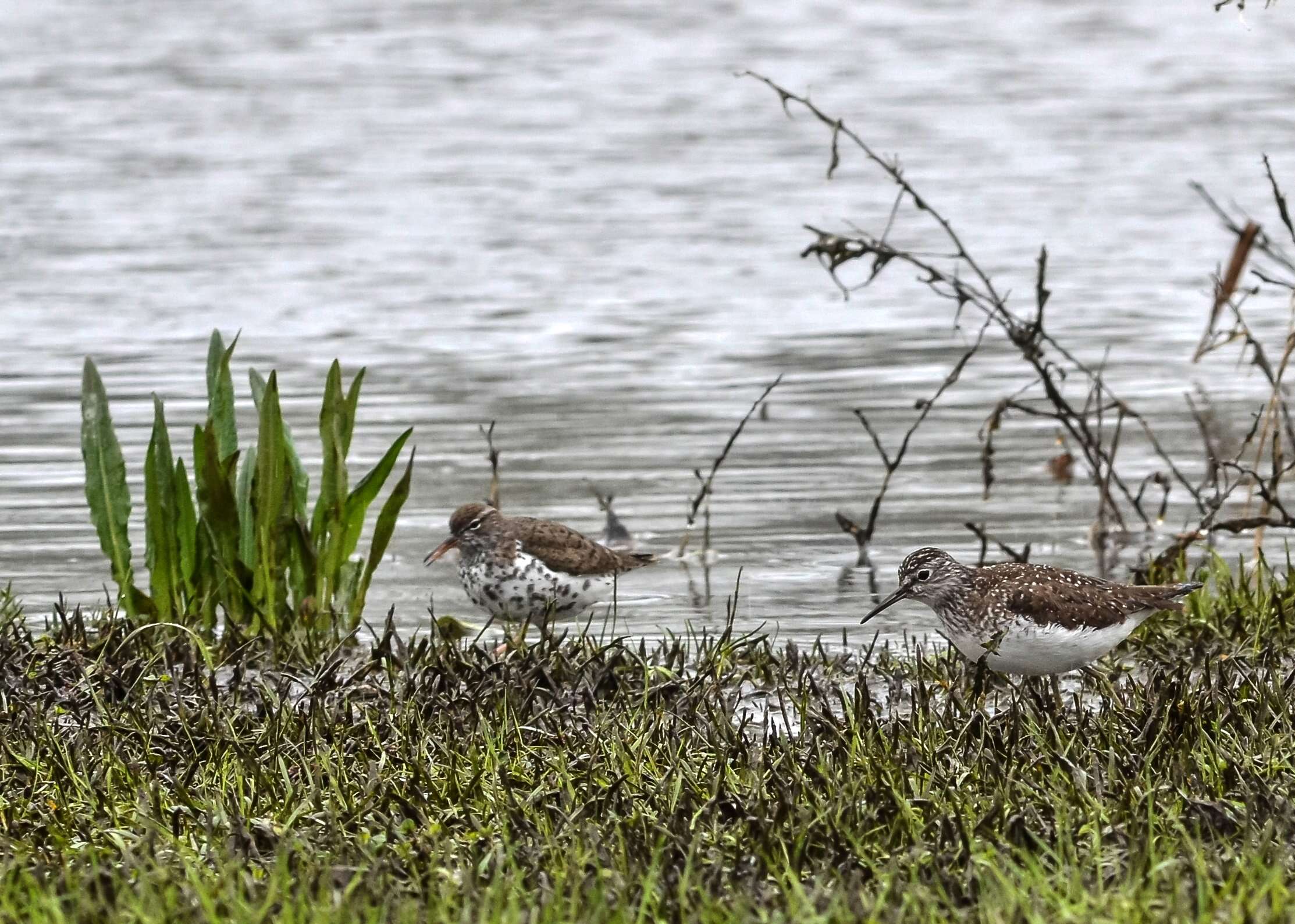 Image of Solitary Sandpiper