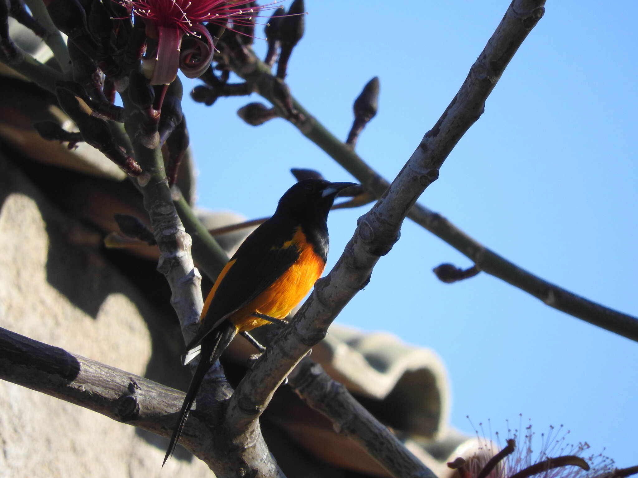 Image of Black-vented Oriole