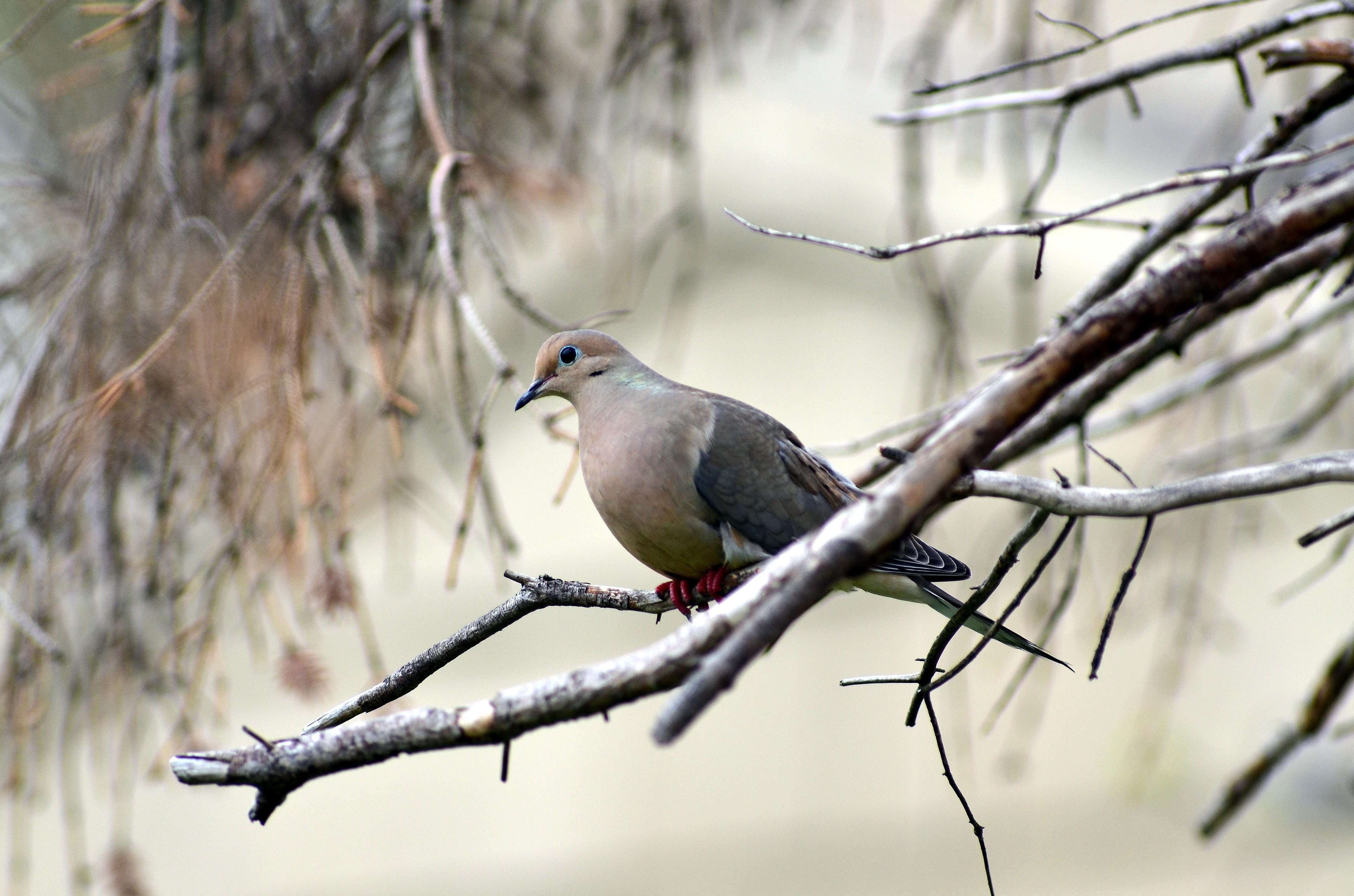 Image of American Mourning Dove