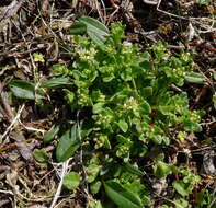 Image of cochlearia