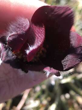 Image of Pulsatilla rubra (Lam.) Delarbre