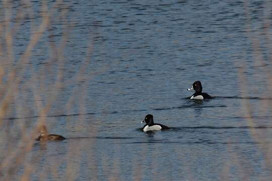 Image of Ring-necked Duck