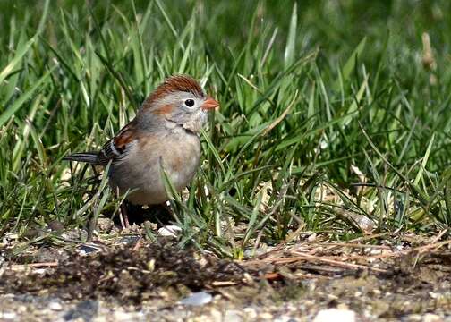 Image of Field Sparrow