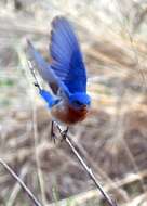 Image of Eastern Bluebird