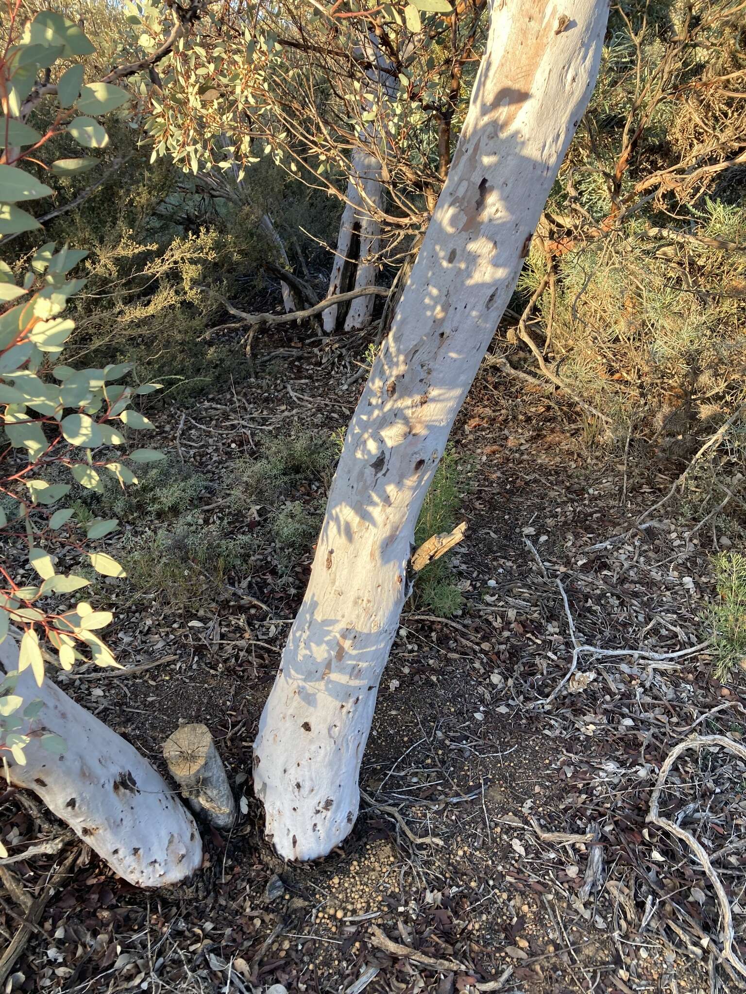 Plancia ëd Eucalyptus drummondii Benth.