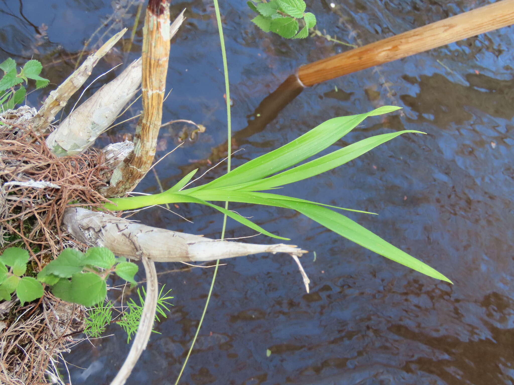 Image of cowhorn orchid