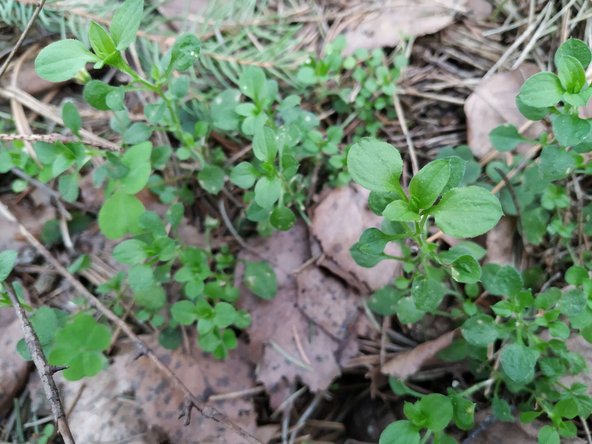 Слика од Moehringia trinervia (L.) Clairv.