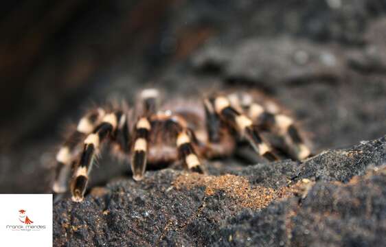 Image de Acanthoscurria