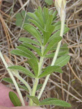 Image de Oxalis hirta var. canescens Knuth