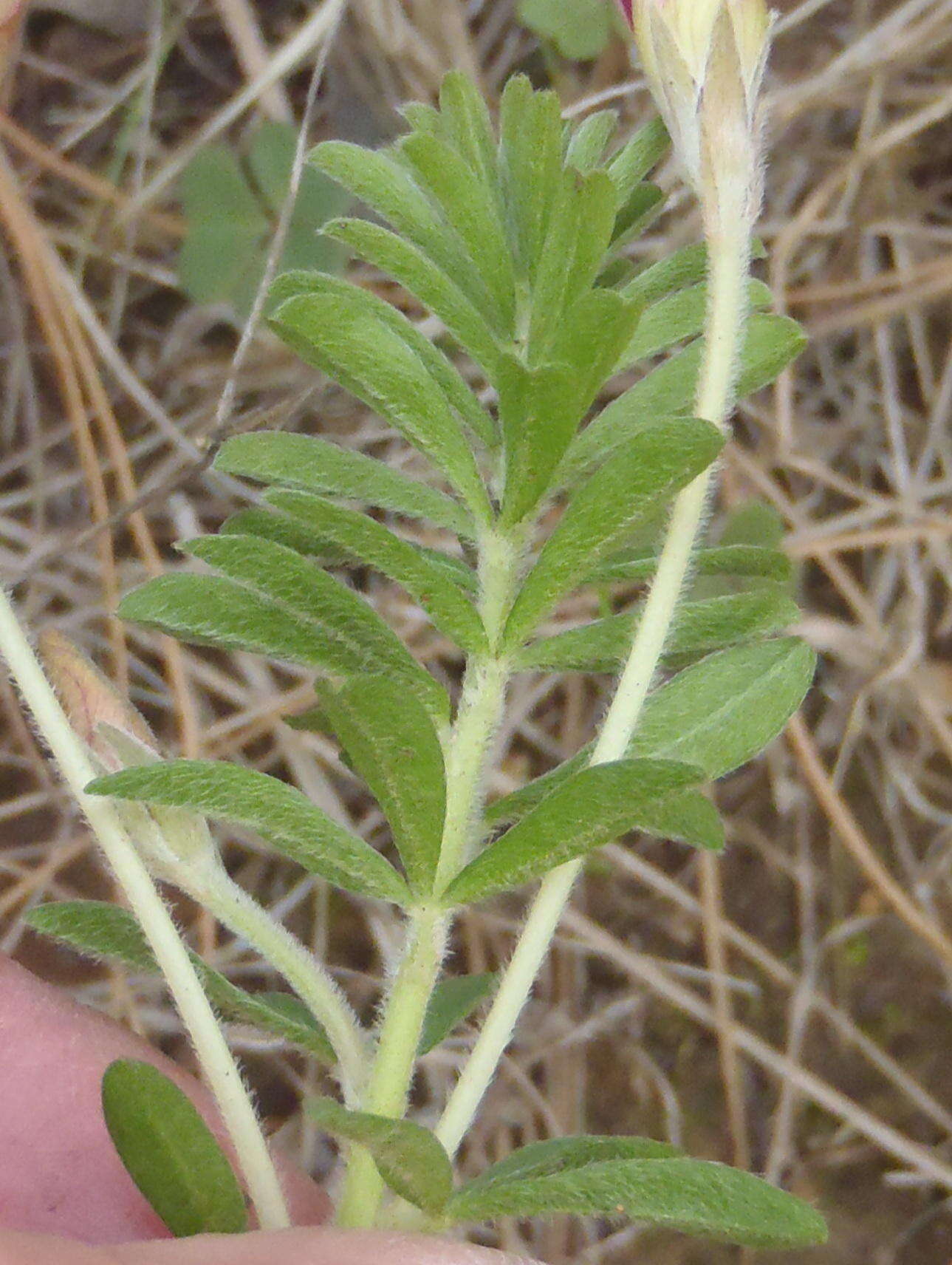 Image of Oxalis hirta var. canescens Knuth