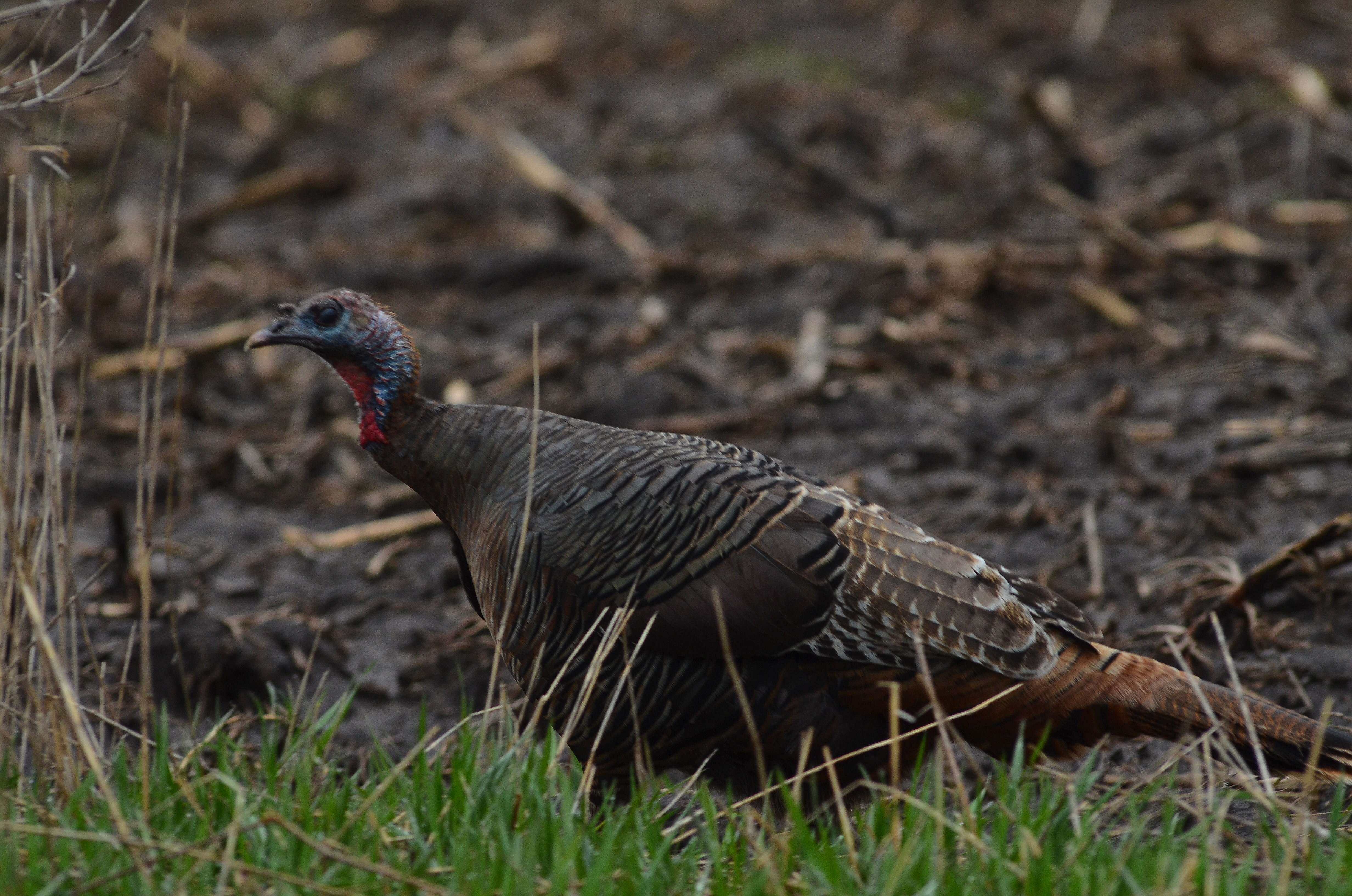 Imagem de Meleagris gallopavo Linnaeus 1758