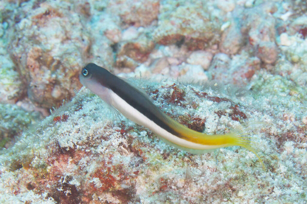 Image of Bicolor Blenny