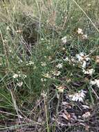 Image of Grevillea parviflora subsp. parviflora