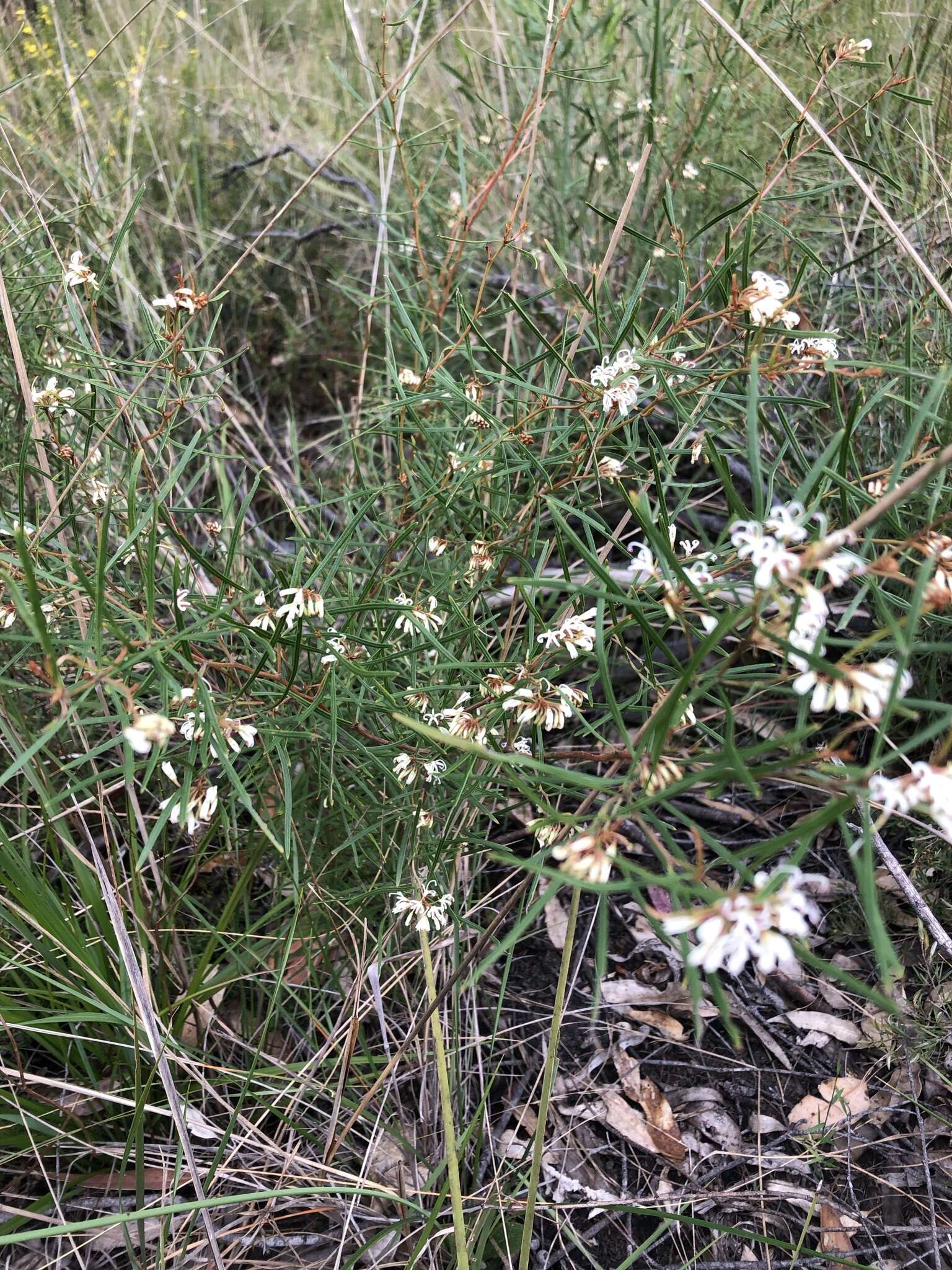 Image of Grevillea parviflora subsp. parviflora