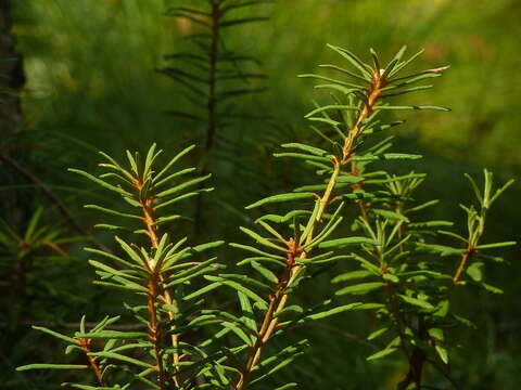 Imagem de Rhododendron tomentosum (Stokes) Harmaja