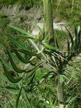 Image of woolly thistle