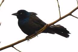 Image of Common Grackle