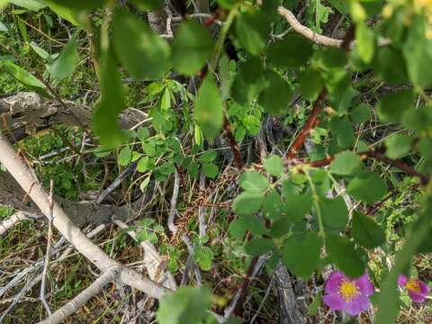 Sivun Rosa woodsii subsp. gratissima (Greene) W. H. Lewis & Ertter kuva