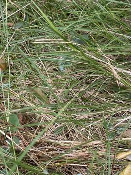 Image of Enteropogon unispiceus (F. Muell.) Clayton