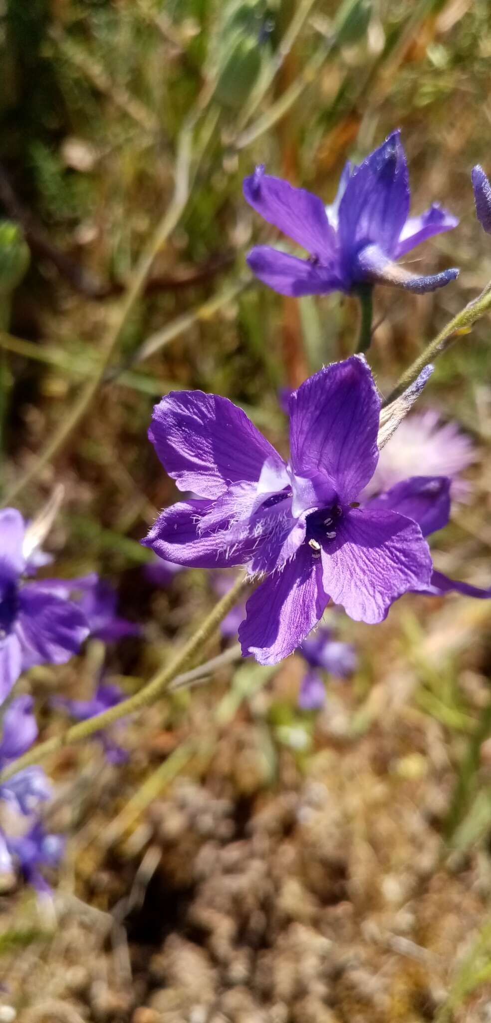 Image of Delphinium pentagynum Lam.