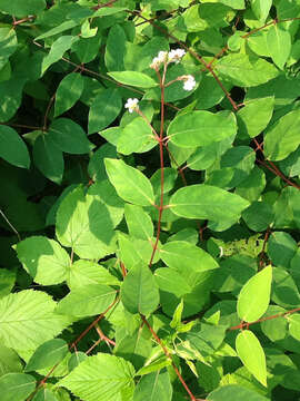 Image of flytrap dogbane