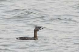 Image of Pied-billed Grebe