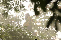 Image of Greater Spot-nosed Guenon