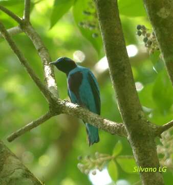 Image of Lovely Cotinga