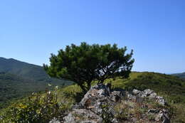 Image of Japanese Red Pine