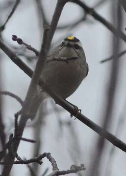 Image of Golden-crowned Kinglet