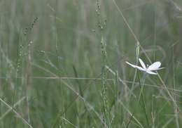 Image of pinyon ricegrass