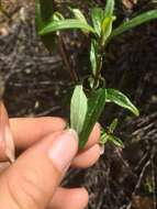 Image of thickleaf monardella