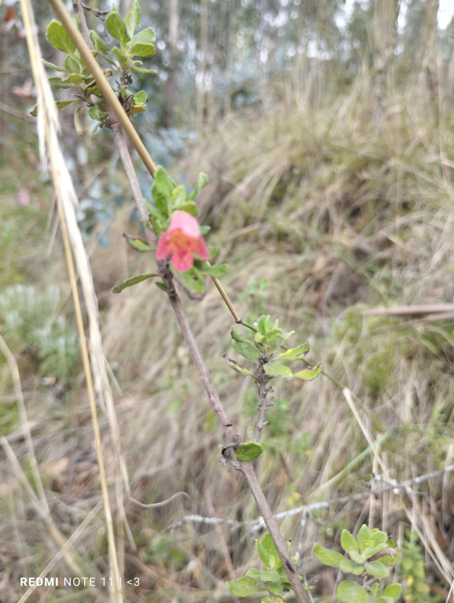 Image of Clinopodium tomentosum (Kunth) Govaerts