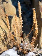 Image de Nepeta annua Pall.