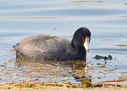 Image of Fulica Linnaeus 1758