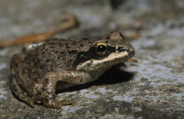 Image of Pyrenean Frog