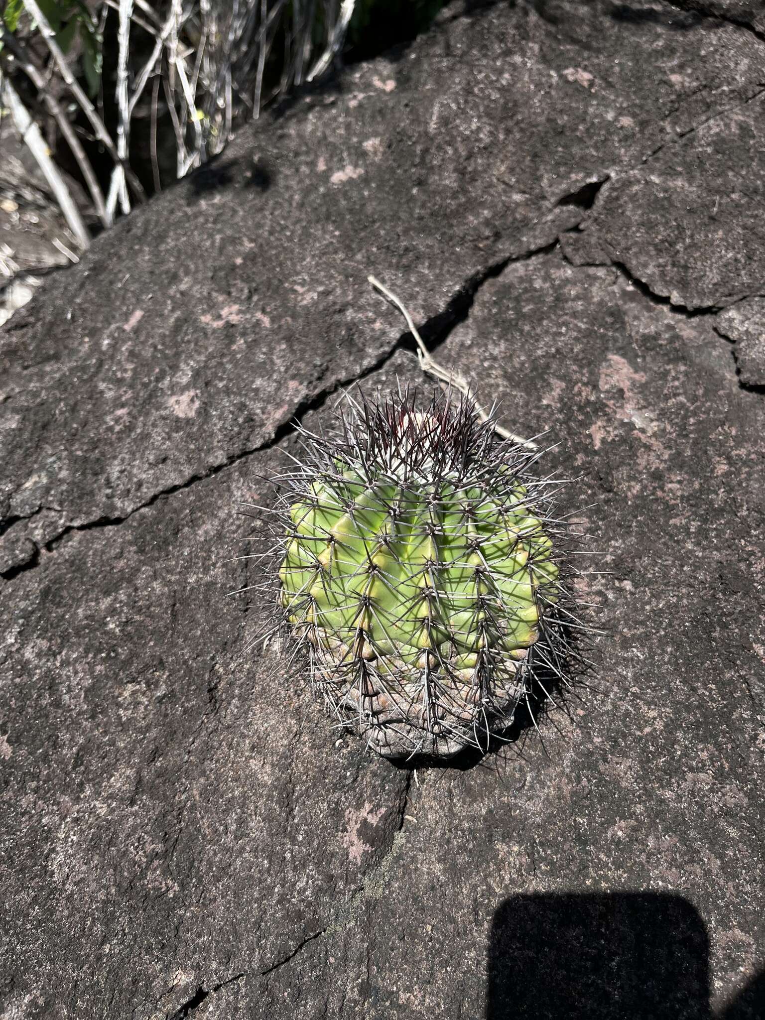 Image of Melocactus smithii (Alexander) Buining