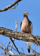 Image of American Mourning Dove